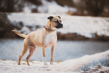 BOXI, Hund, Mischlingshund in Slowakische Republik - Bild 4