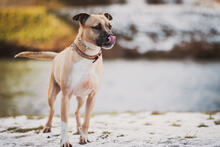 BOXI, Hund, Mischlingshund in Slowakische Republik - Bild 5