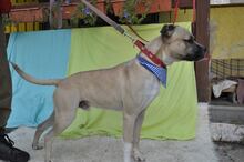 BOXI, Hund, Mischlingshund in Slowakische Republik - Bild 6