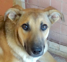 SHAZ, Hund, Mischlingshund in Zypern - Bild 1