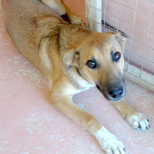 SHAZ, Hund, Mischlingshund in Zypern - Bild 2