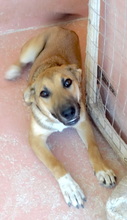 SHAZ, Hund, Mischlingshund in Zypern - Bild 5