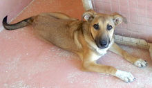 SHAZ, Hund, Mischlingshund in Zypern - Bild 7