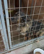 MAKVIRAG, Hund, Mischlingshund in Ungarn - Bild 4