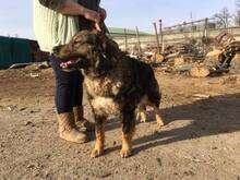 MAKVIRAG, Hund, Mischlingshund in Ungarn - Bild 5