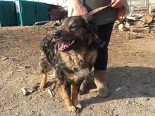 MAKVIRAG, Hund, Mischlingshund in Ungarn - Bild 8