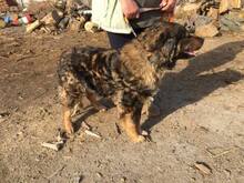 MAKVIRAG, Hund, Mischlingshund in Ungarn - Bild 9