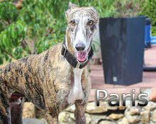 PARIS, Hund, Galgo Español in Braunshorn - Bild 1
