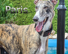 PARIS, Hund, Galgo Español in Braunshorn - Bild 3