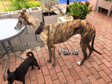 PARIS, Hund, Galgo Español in Braunshorn - Bild 4
