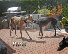 PARIS, Hund, Galgo Español in Braunshorn - Bild 5