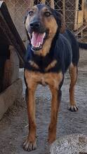 CARINA, Hund, Mischlingshund in Rumänien - Bild 1