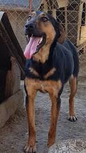 CARINA, Hund, Mischlingshund in Rumänien - Bild 6