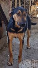 CARINA, Hund, Mischlingshund in Rumänien - Bild 8