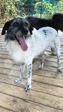 JESSI, Hund, Mischlingshund in Rumänien - Bild 2