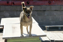 MISSY, Hund, Mischlingshund in Belgien - Bild 1