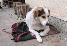DANNY, Hund, Mischlingshund in Bulgarien - Bild 10