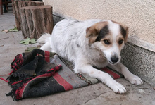 DANNY, Hund, Mischlingshund in Bulgarien - Bild 11
