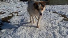 DANNY, Hund, Mischlingshund in Bulgarien - Bild 12