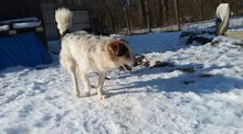 DANNY, Hund, Mischlingshund in Bulgarien - Bild 14