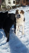 DANNY, Hund, Mischlingshund in Bulgarien - Bild 15