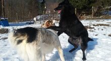 DANNY, Hund, Mischlingshund in Bulgarien - Bild 16