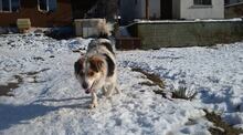 DANNY, Hund, Mischlingshund in Bulgarien - Bild 17