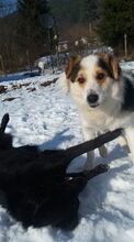 DANNY, Hund, Mischlingshund in Bulgarien - Bild 19