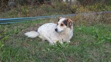 DANNY, Hund, Mischlingshund in Bulgarien - Bild 4