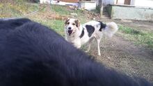 DANNY, Hund, Mischlingshund in Bulgarien - Bild 5