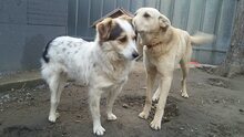 DANNY, Hund, Mischlingshund in Bulgarien - Bild 6