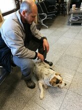 DANNY, Hund, Mischlingshund in Bulgarien - Bild 9