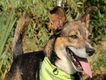 POKY, Hund, Mischlingshund in Slowakische Republik - Bild 1