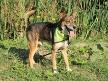 POKY, Hund, Mischlingshund in Slowakische Republik - Bild 2