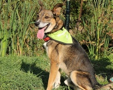 POKY, Hund, Mischlingshund in Slowakische Republik - Bild 4