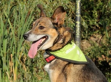 POKY, Hund, Mischlingshund in Slowakische Republik - Bild 8