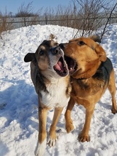 POKY, Hund, Mischlingshund in Slowakische Republik - Bild 9