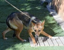 LALA, Hund, Mischlingshund in Donaueschingen - Bild 3