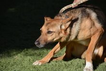 LALA, Hund, Mischlingshund in Donaueschingen - Bild 6