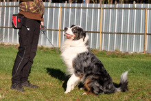 BALOU, Hund, Australian Shepherd-Mix in Neuhausen - Bild 5