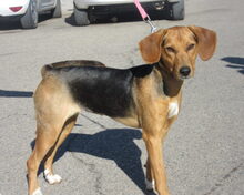 POCAHONTAS, Hund, Mischlingshund in Spanien - Bild 3