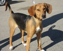 POCAHONTAS, Hund, Mischlingshund in Spanien - Bild 5
