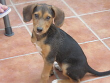 POCAHONTAS, Hund, Mischlingshund in Spanien - Bild 6