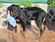 ALVARO, Hund, Mischlingshund in Spanien - Bild 4