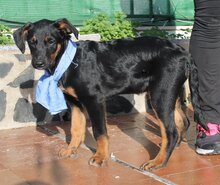 ALVARO, Hund, Mischlingshund in Spanien - Bild 5