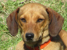 SIDONKA, Hund, Mischlingshund in Slowakische Republik - Bild 1