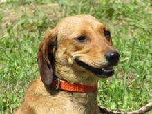 SIDONKA, Hund, Mischlingshund in Slowakische Republik - Bild 2
