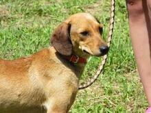 SIDONKA, Hund, Mischlingshund in Slowakische Republik - Bild 4