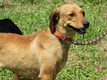 SIDONKA, Hund, Mischlingshund in Slowakische Republik - Bild 5