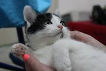 OLIVER, Katze, Hauskatze in Bulgarien - Bild 2